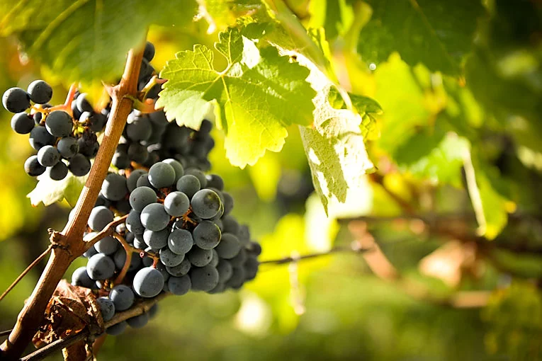 Close-up of grapes - vineyard tour