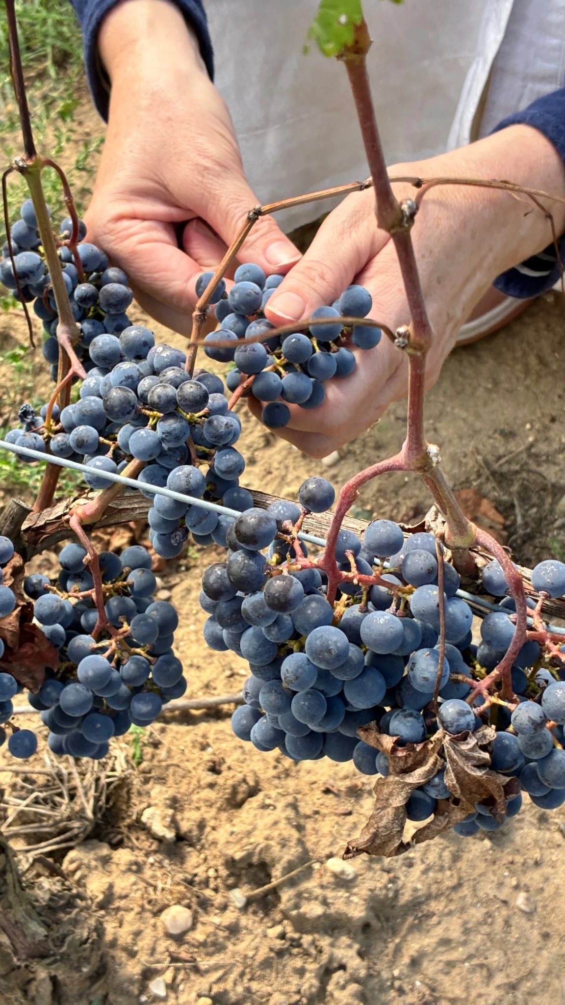 Grapes in the hand
