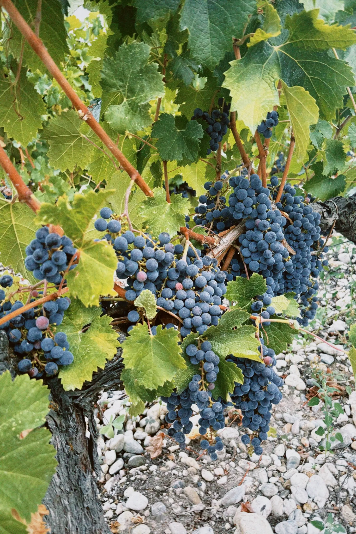 Harvest in Bordeaux